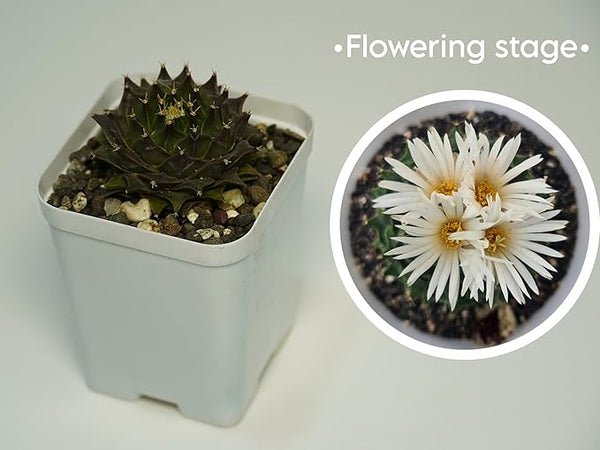 Combo of 6 Different Exotic cactus varieties