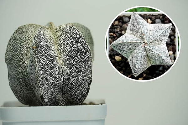 Combo of 6 Different Exotic cactus varieties