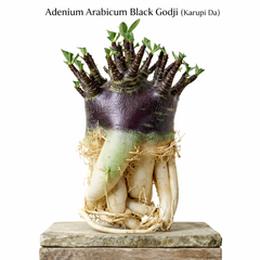 ADENIUM ARABICUM BLACK GODJ - KARUPI DA