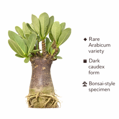ADENIUM ARABICUM BLACK GODJ - KARUPI DA