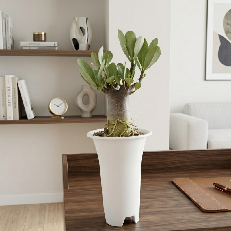 ADENIUM ARABICUM BLACK GODJ - KARUPI DA