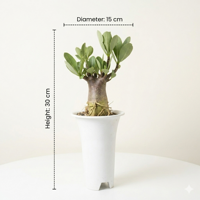 ADENIUM ARABICUM BLACK GODJ - KARUPI DA