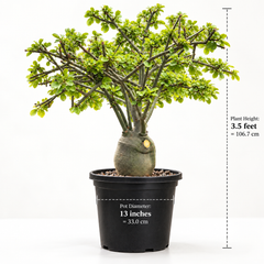Adenia Venenata Round Caudex