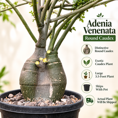Adenia Venenata Round Caudex