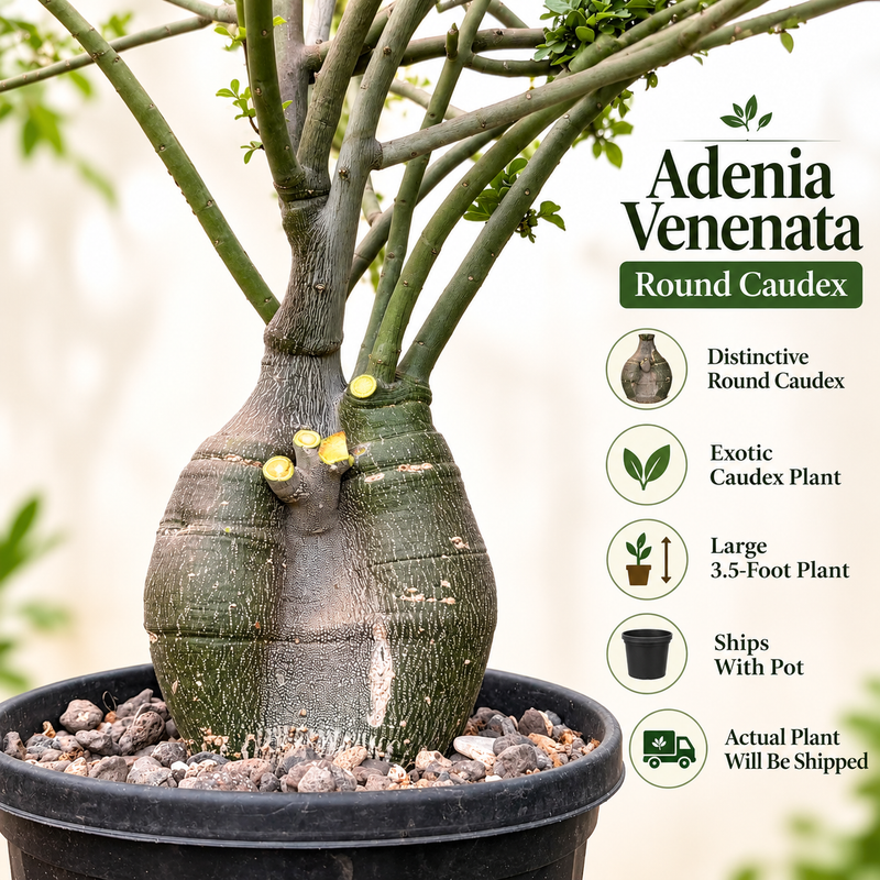 Adenia Venenata Round Caudex