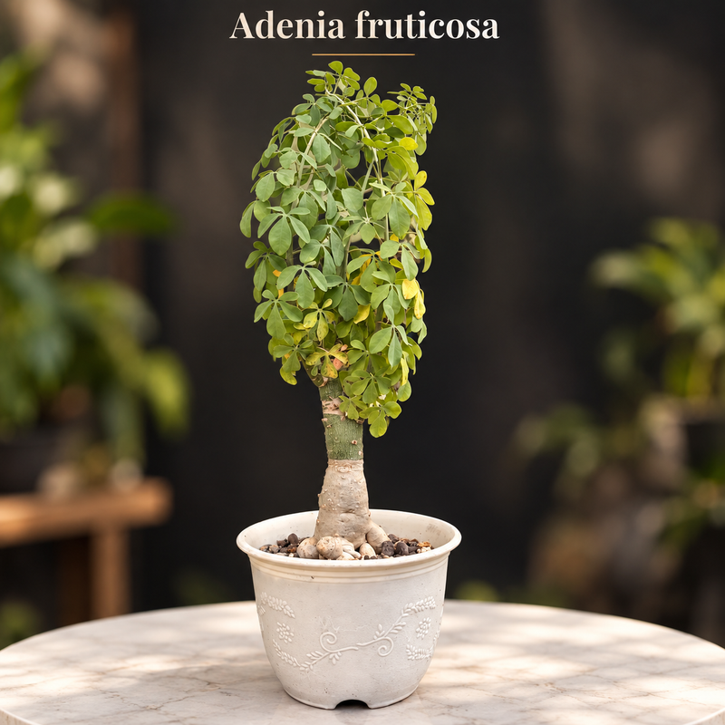 Adenia fruticosa