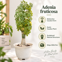 Adenia fruticosa