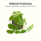adenia-fruticosa-compact-caudex-plant.jpg
