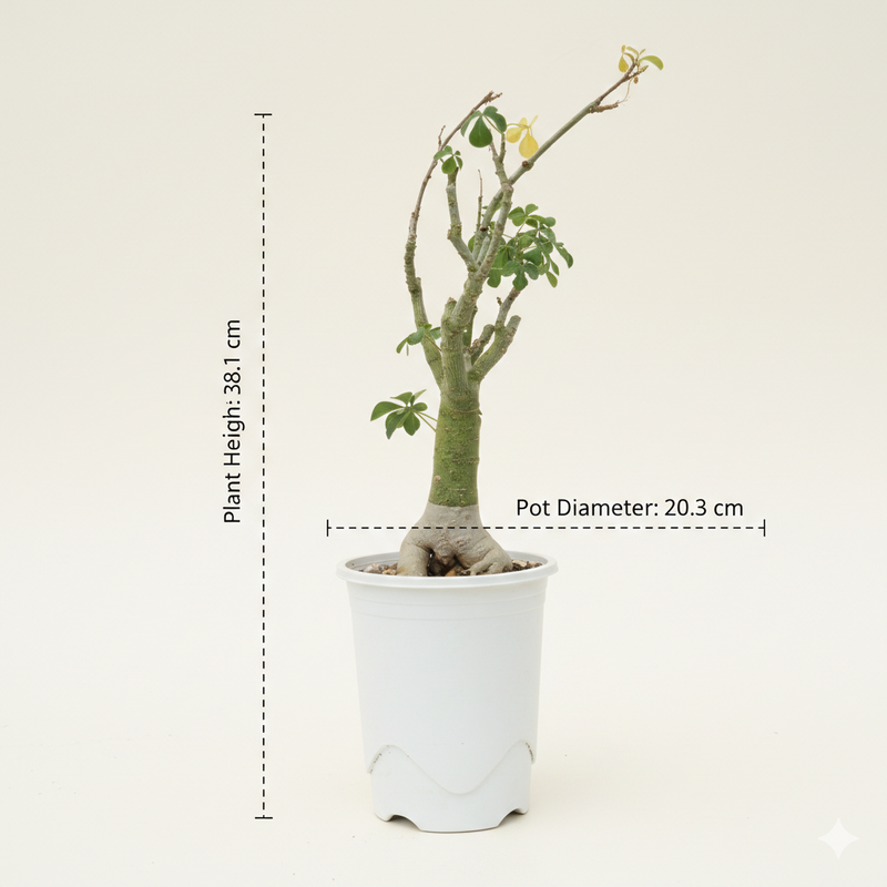 caudiciform and pachycaul succulents Adenia Fruticosa Caudex Plant Rare Bonsai Succulent Plant – Samarth Cactus Nursery