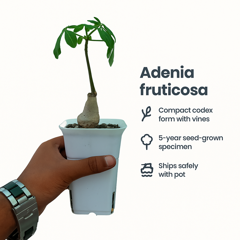 Compact Adenia fruticosa caudex plant for indoor and outdoor display
