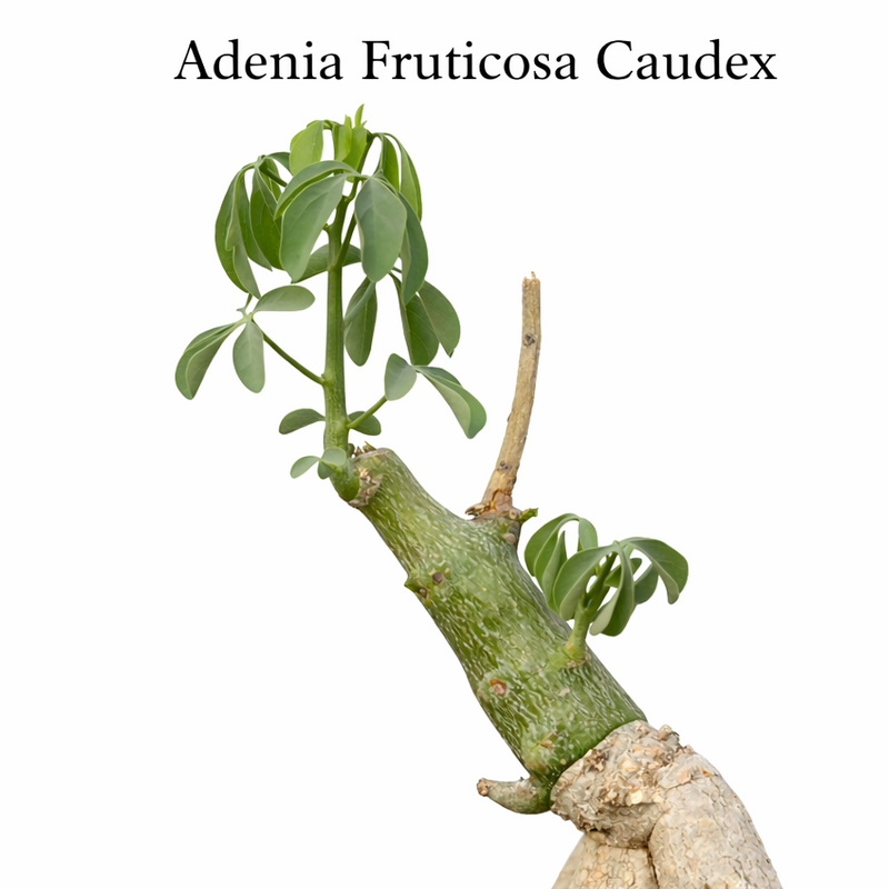 Adenia fruticosa
