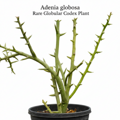 Adenia globosa
