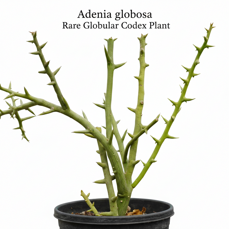 Adenia globosa