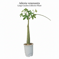 Adenia venenata