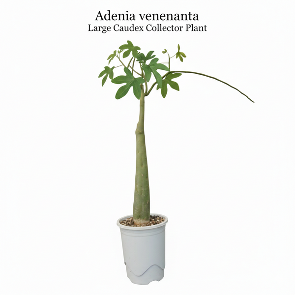 Adenia venenata