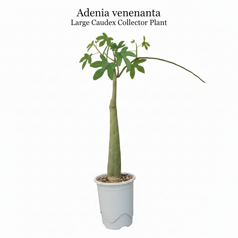 Adenia venenata