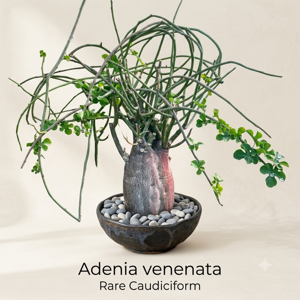 Adenia venenata