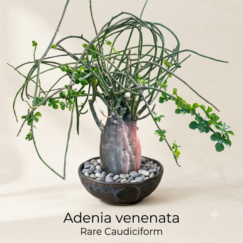 Adenia venenata