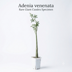 Adenia venenata