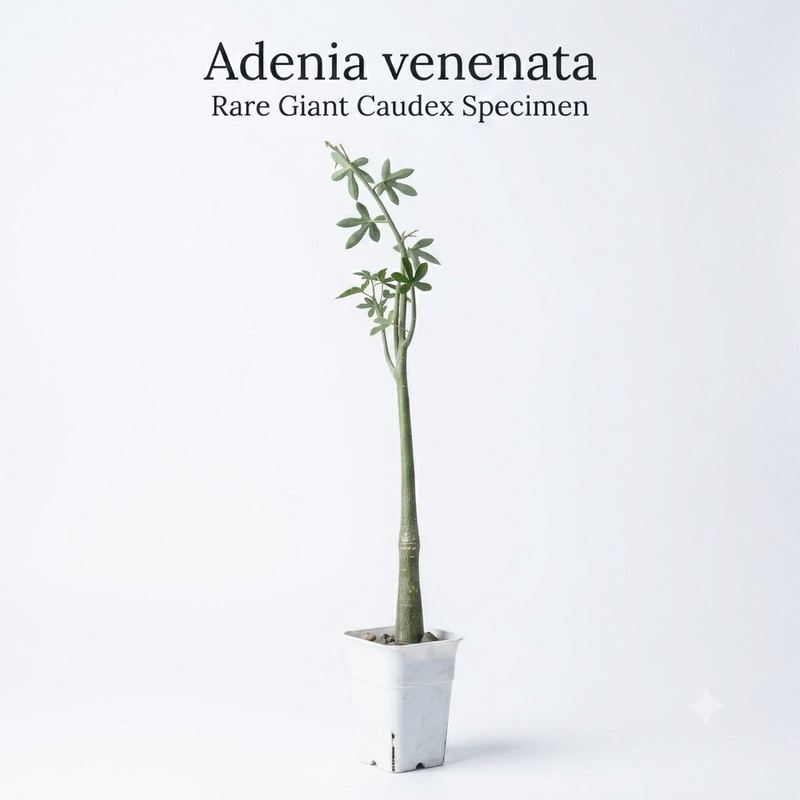 Adenia venenata