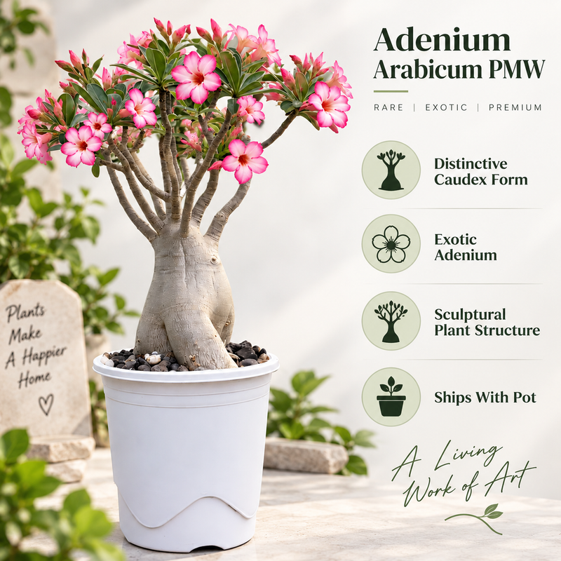 Adenium Arabicum PMW