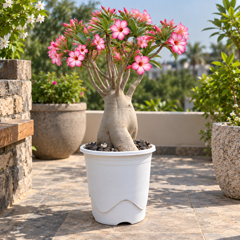 Adenium Arabicum PMW