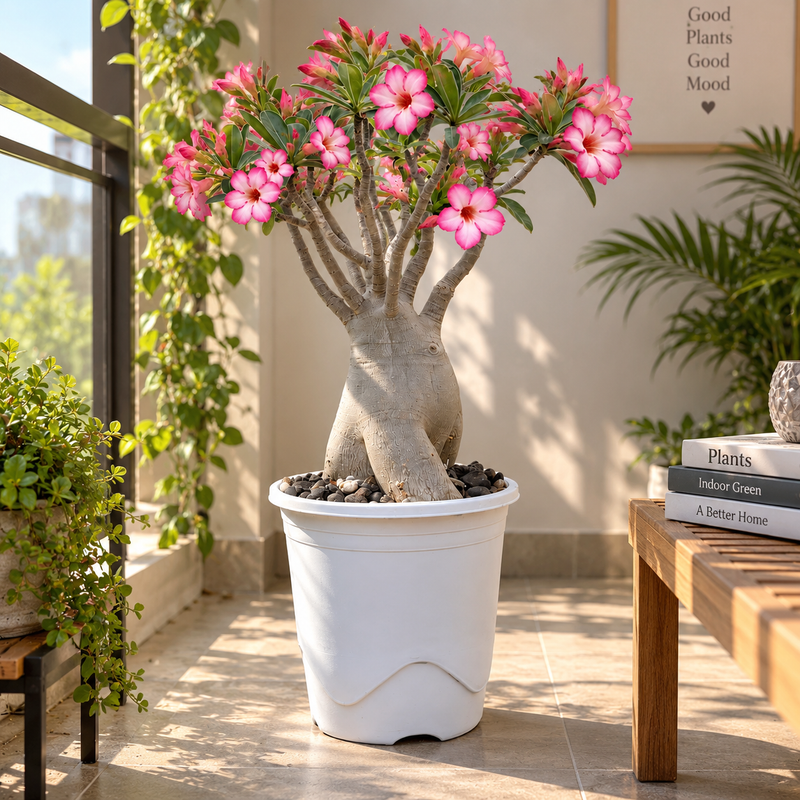 Adenium Arabicum PMW