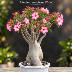 Adenium Arabicum PMW