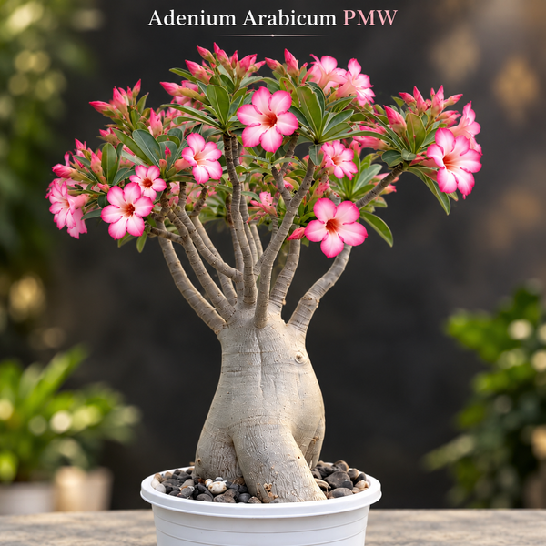 Adenium Arabicum PMW
