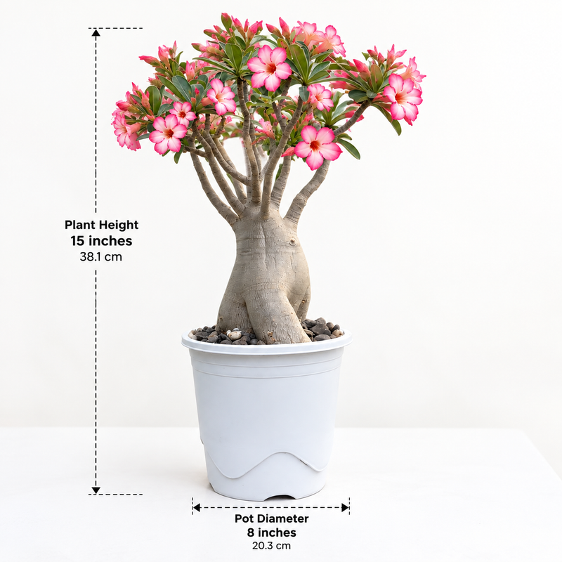 Adenium Arabicum PMW