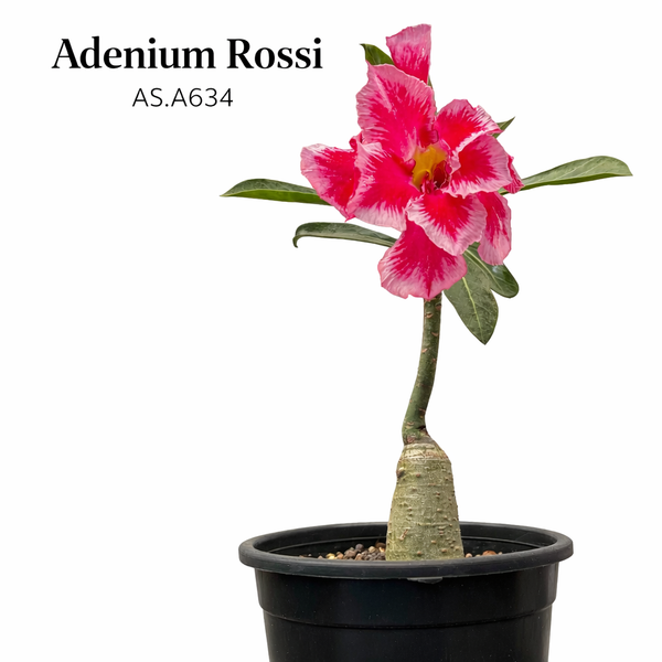 Adenium rossi AS.A634