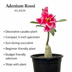 Adenium rossi AS.A634