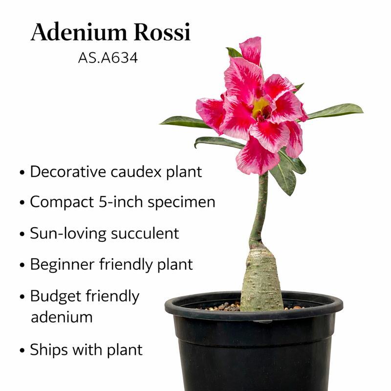 Adenium rossi AS.A634