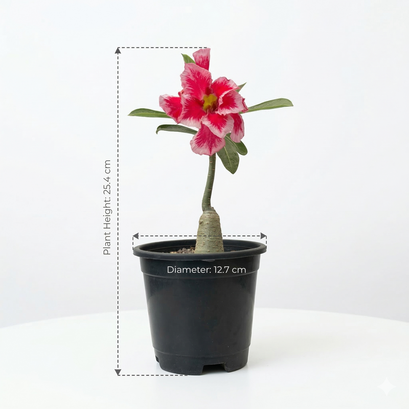 Adenium rossi AS.A634