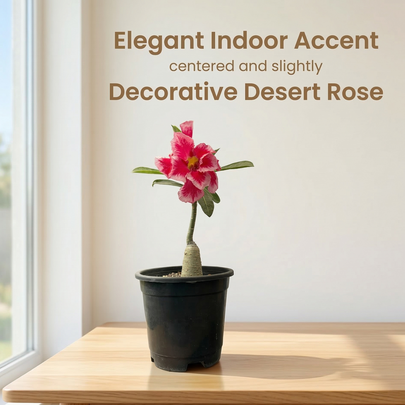 Adenium rossi AS.A634