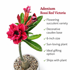 Adenium rossi red Victoria