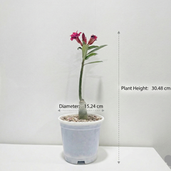 Adenium rossi red Victoria