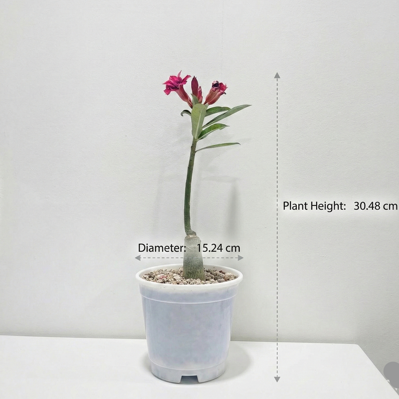 Adenium rossi red Victoria