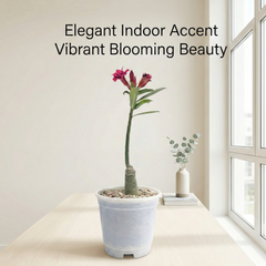 Adenium rossi red Victoria