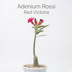 Adenium rossi red Victoria