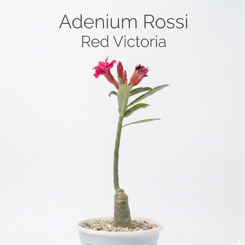 Adenium rossi red Victoria