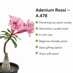 Adenium Rossi A.478