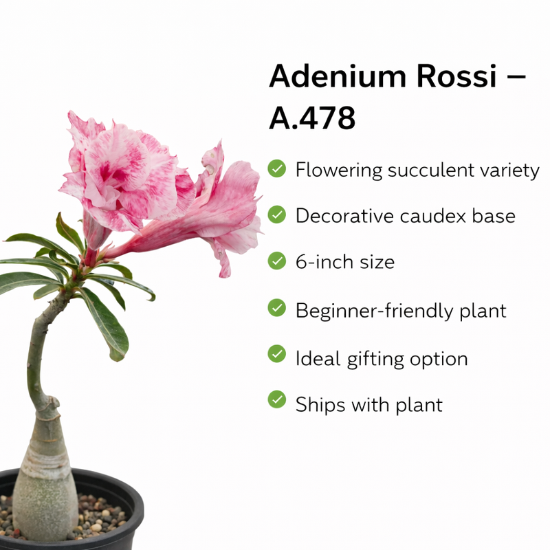 Adenium Rossi A.478