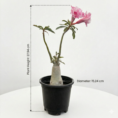 Adenium Rossi A.478