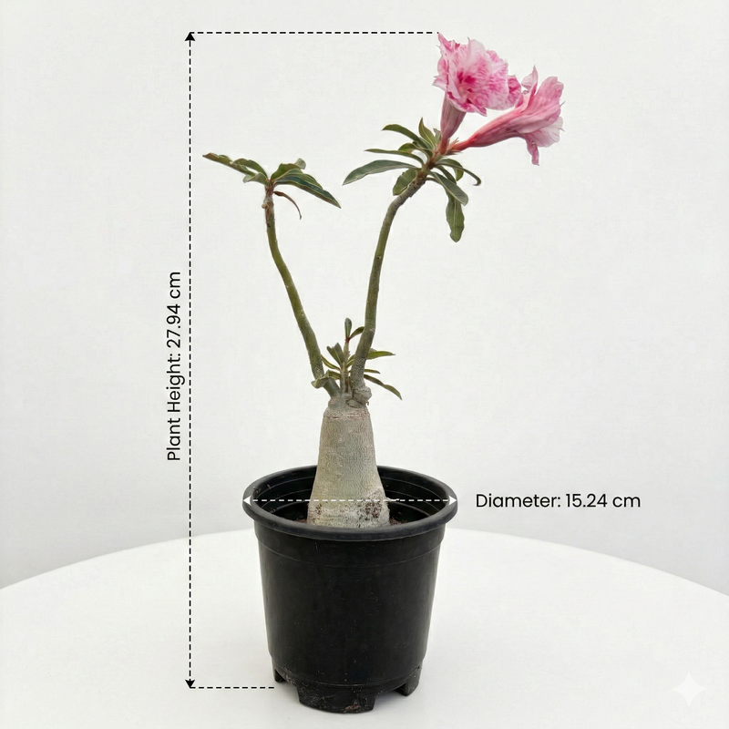 Adenium Rossi A.478