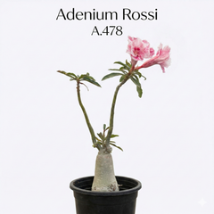 Adenium Rossi A.478