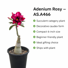 Adenium Rosy – AS.A466