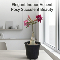 Adenium Rosy – AS.A466