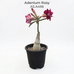 Adenium Rosy – AS.A466