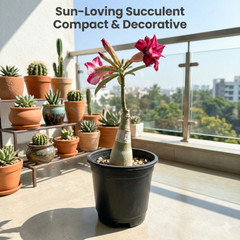 Adenium Rosy – AS.A466